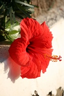 Flor de Hibisco