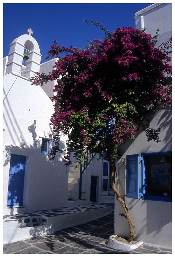 Bougainvillea