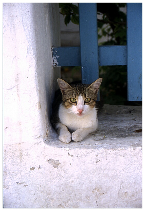 Street Cat
