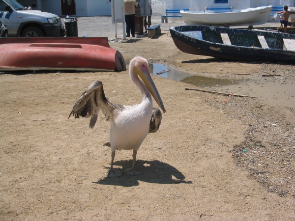 Pelican