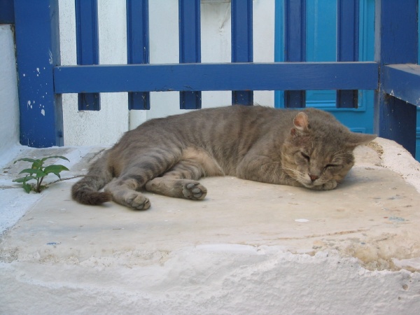 Sleeping Cat