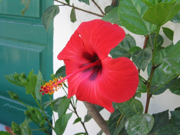 Ibiscus
