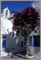 Bougainvillea