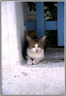 Street Cat