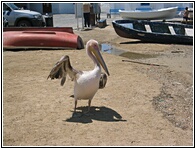Pelican