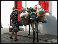 Donkey Transport