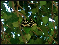 Petaloudes