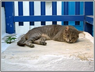 Sleeping Cat