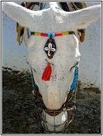White Donkey