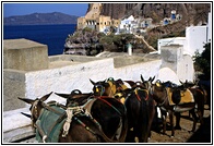 Santorini Donkeys