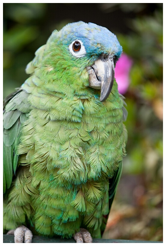 Loro