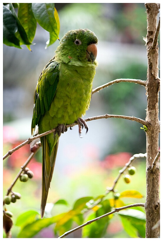 Perico Verde