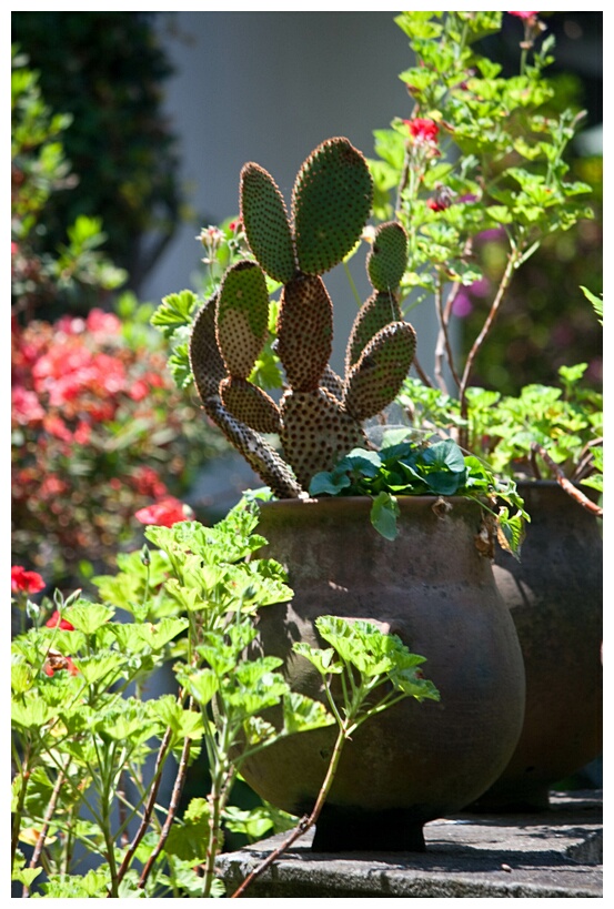 Cactus