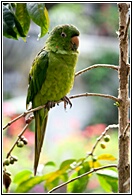 Perico Verde