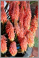 Flor de Aloe