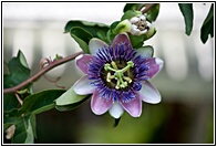 Flor de la Pasin