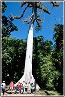 GUA_0491