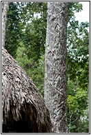Chicozapote