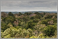 La Selva de Tikal