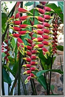 Heliconias