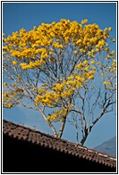 Corteza Amarilla