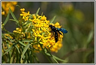 Insecto