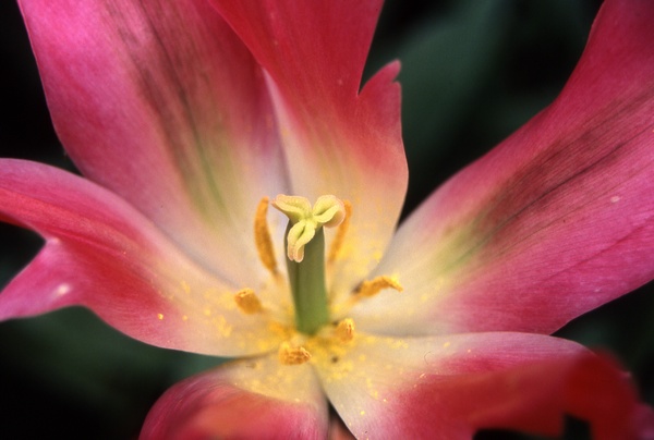 Big Flower
