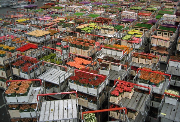 Aalsmeer Flower Market