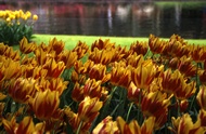 Multicoloured Tulips