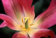 Big Flower