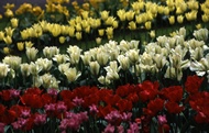 Tulip Fields