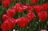 Fresh Tulips