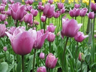Pink Tulips