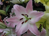 Pink Lily