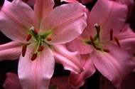 Pink Lilies