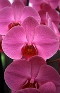 Pink Orchids