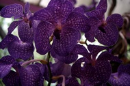 Phalaenopsis flowers