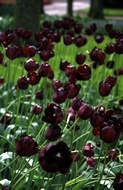 Purple Tulips