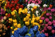 Wooden Tulips