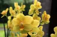 Yellow Orchid