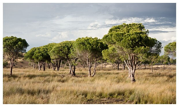 Pinos de Doana