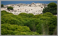 Dunas y Pinos