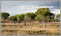Pinos de Doana