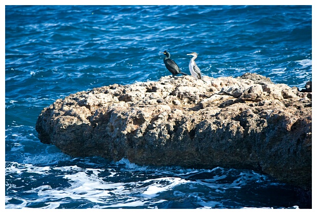 Aves Marinas