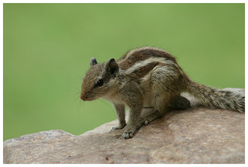 Squirrel