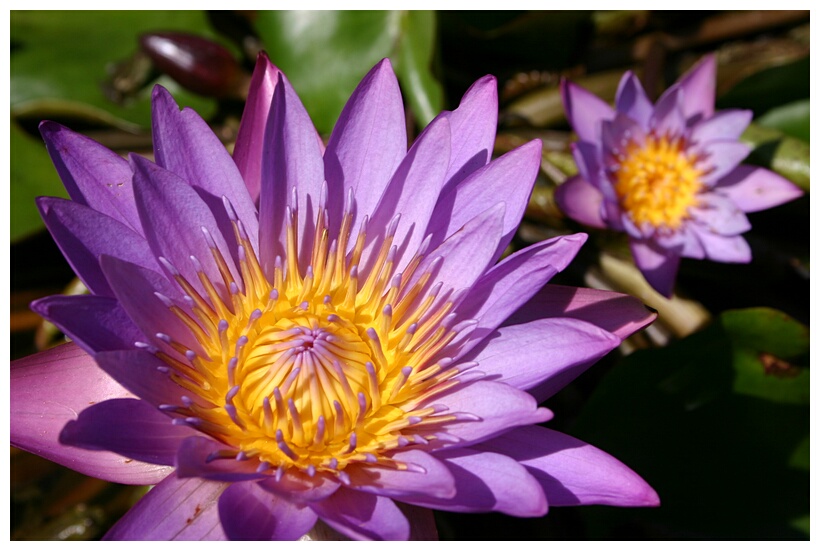 Water lily