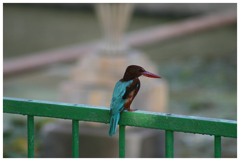 Bird