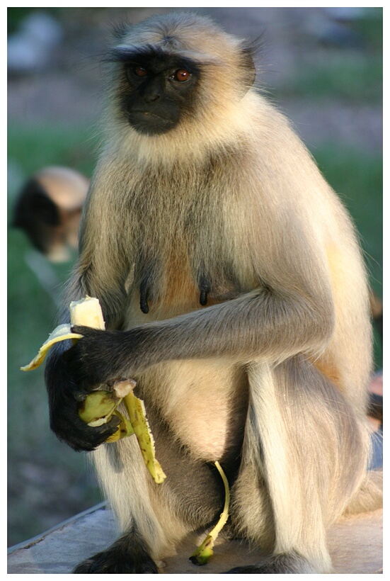 Monkey