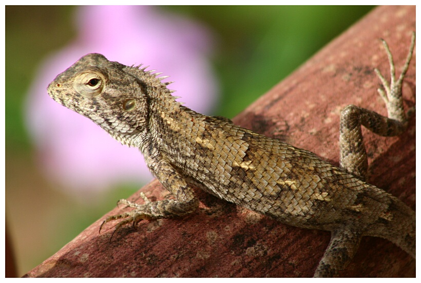 Lizard