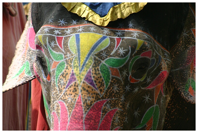 Elephant (Amber)
